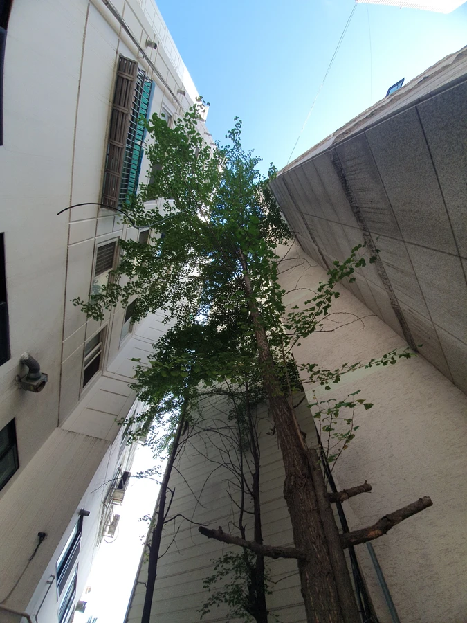 강남 쓰러진나무제거 나무 제거 후 현장 잔재물 완전 정리 전 - 보배종합건설