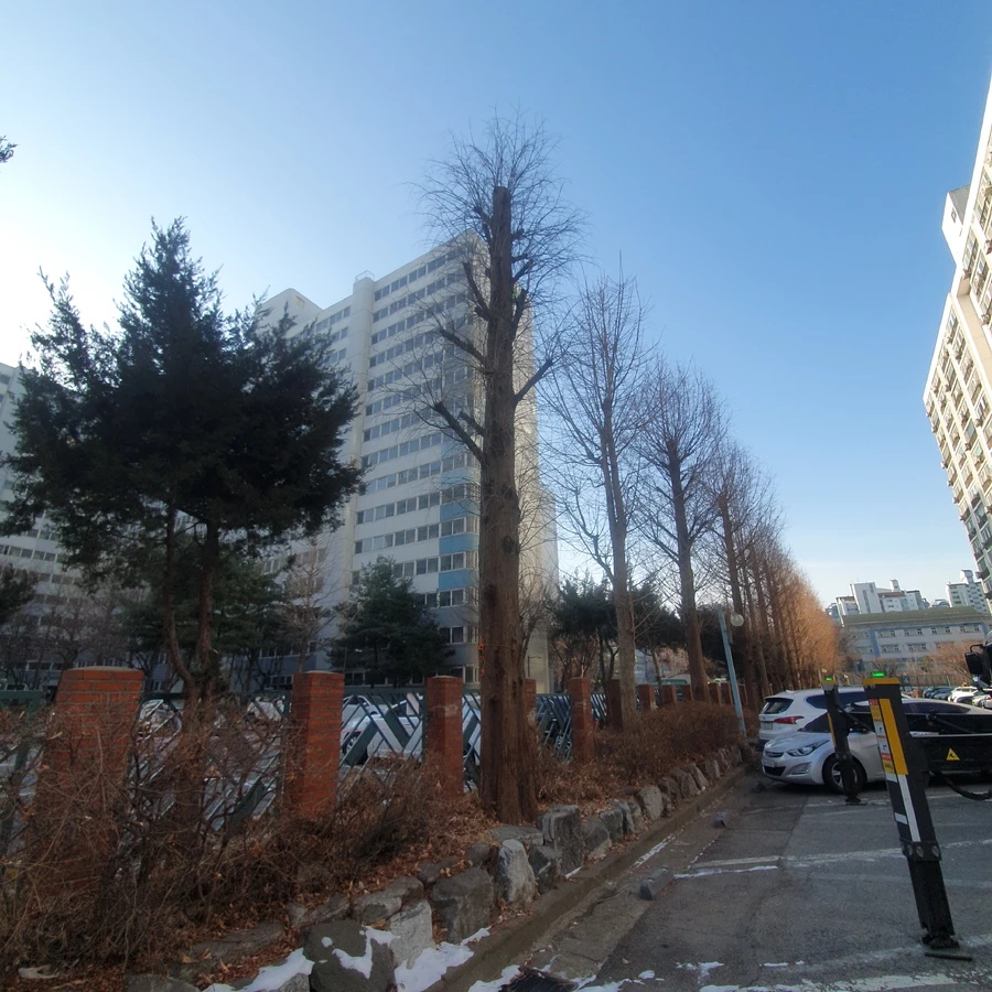 고사목 제거 4 작업 전