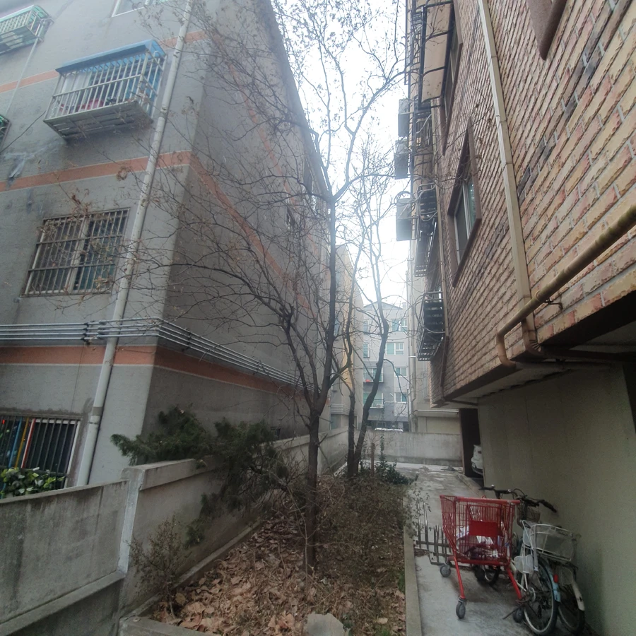 고사목 제거 2 작업 전