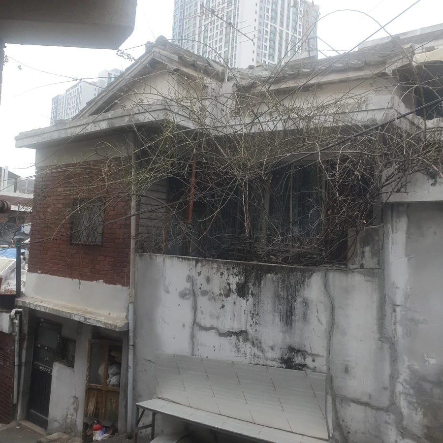 고사목 제거 1 작업 전