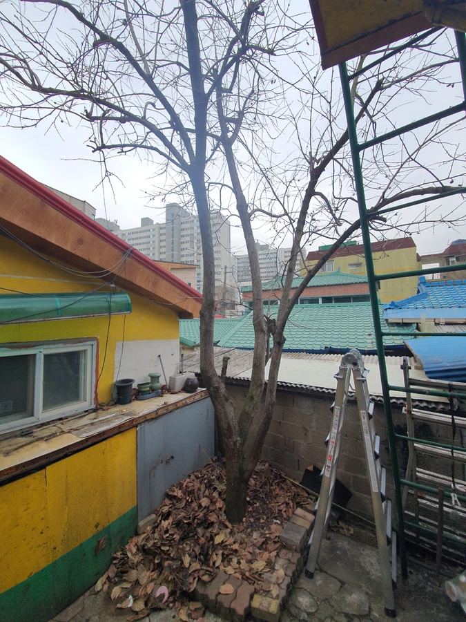 강남 쓰러진나무제거 도로 인접 위험목 안전 제거 전 - 보배종합건설