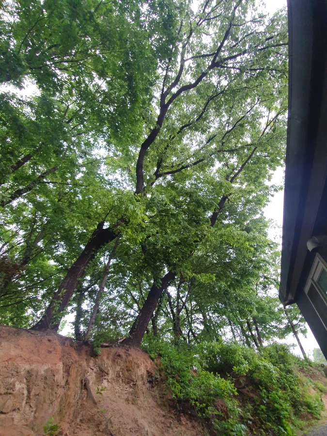 강남 쓰러진나무제거 장마철 침수 피해 나무 제거 전 - 보배종합건설