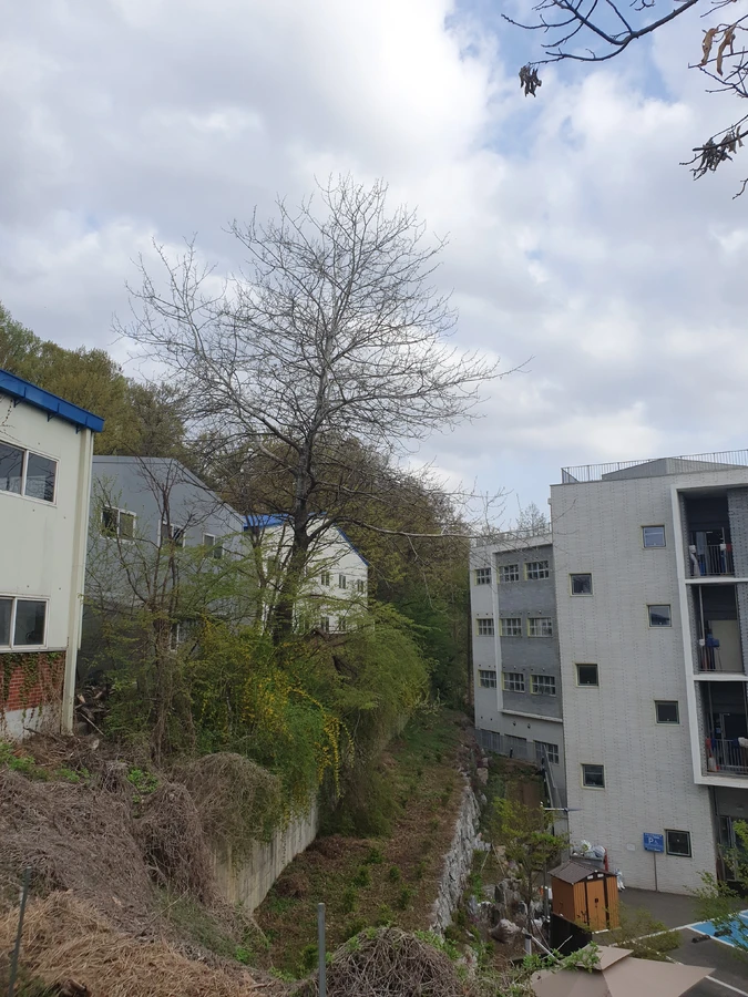 강남 쓰러진나무제거 쓰러진나무 절단 및 가지 정리 전 - 보배종합건설