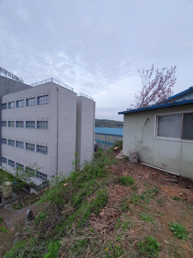 강남 쓰러진나무제거 강풍에 넘어진 대형 나무 긴급 제거 후 - 보배종합건설
