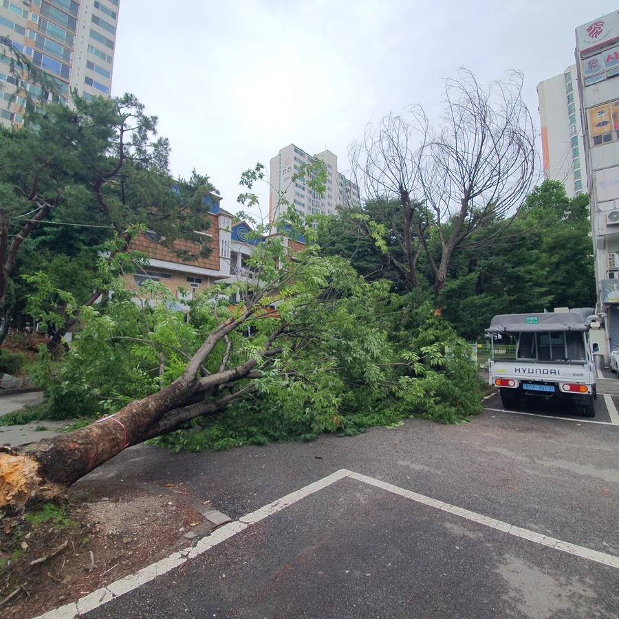 강남 쓰러진나무제거 태풍 피해 쓰러진나무 제거 작업 전 - 보배종합건설